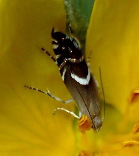 Glyphipterix forsterella